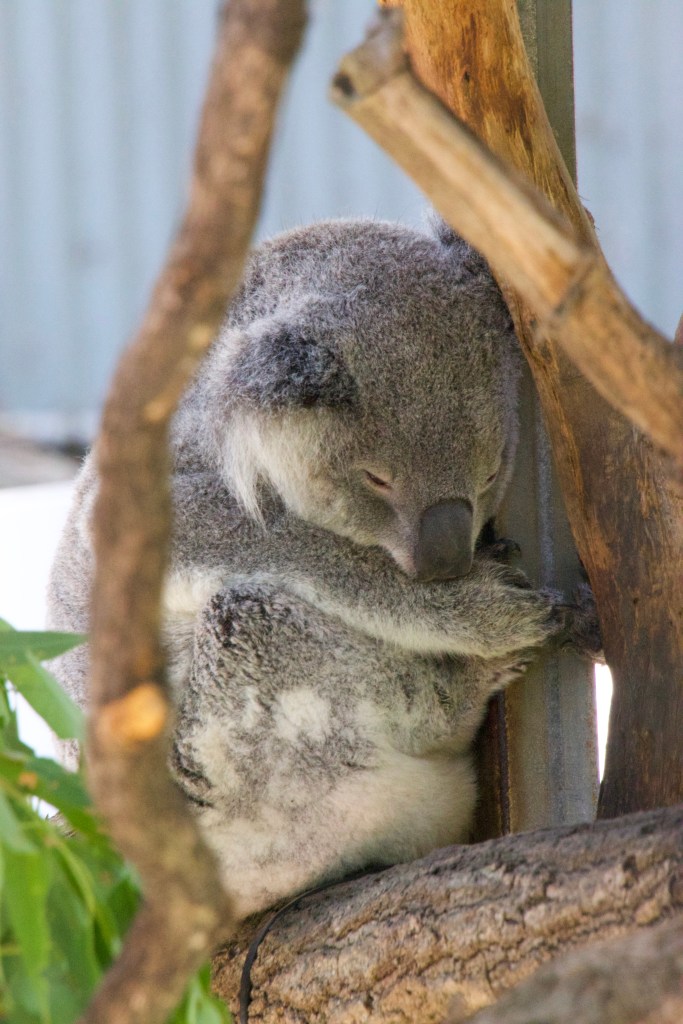 A sleepy koala.