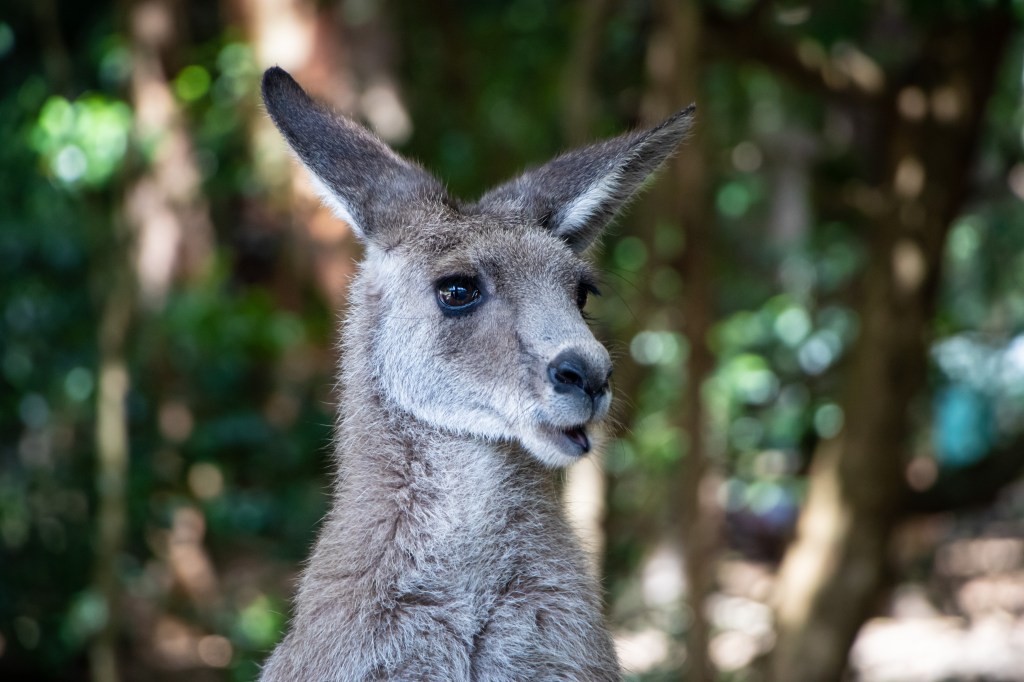 A close up of a Kangaroo eating some food.