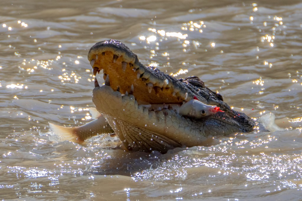 A saltwater crocodile with a fish in its mouth. 