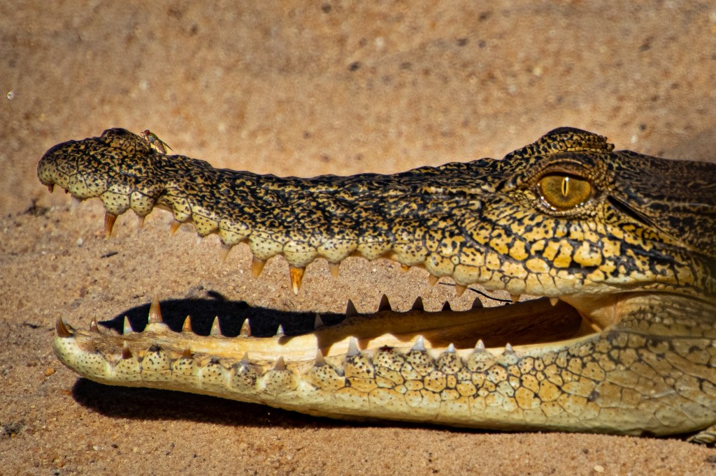 A saltwater crocodile opening its mouth to cool off.