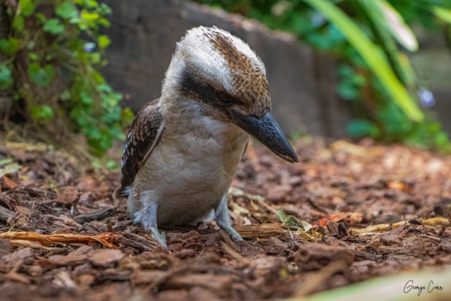 A Kookaburra on the ground looking for food.
