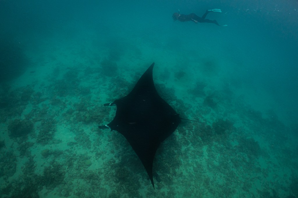 Sarah swimming alongside one of Coral Bays resident Manta rays.