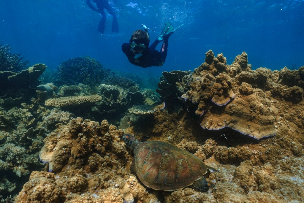 Sarah swimming with a turtle.