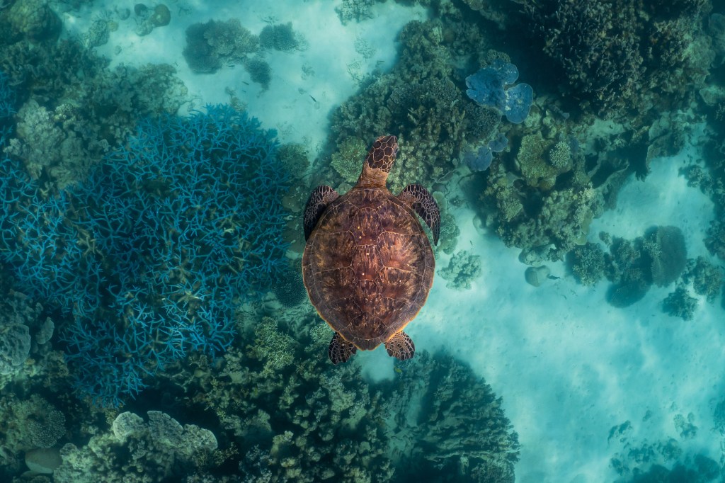 A turtle swimming over coral.