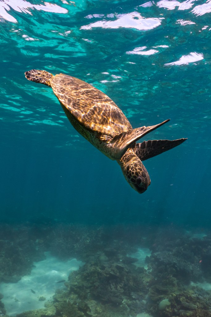 After taking a breath on the surface, a turtle swims back down for food.