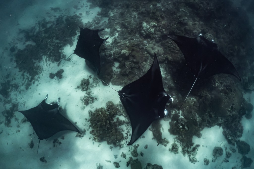 A four manta mating chain on the Ningaloo reef.