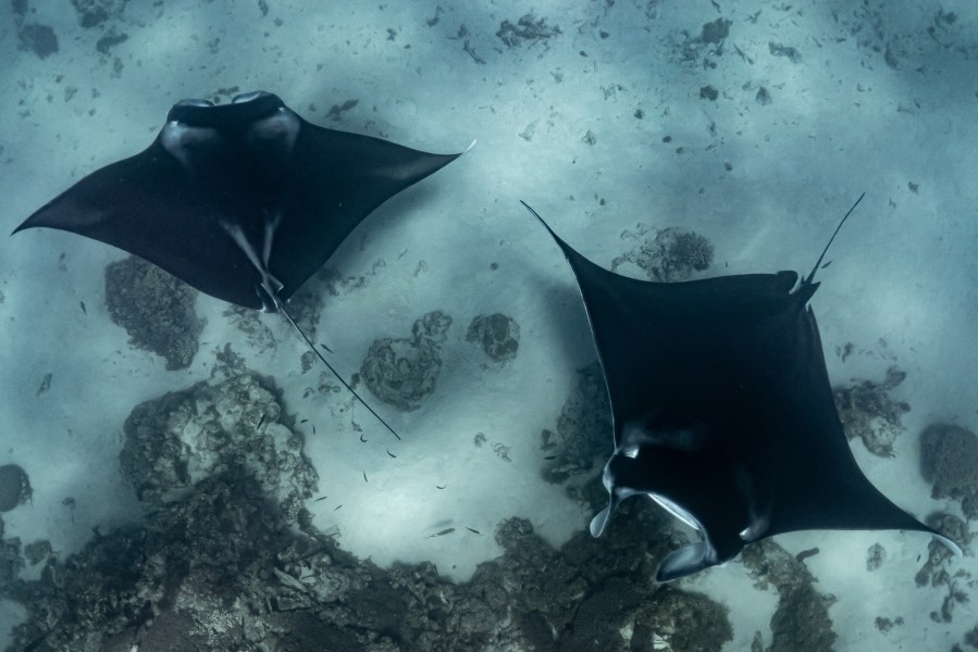 A two manta mating chain.