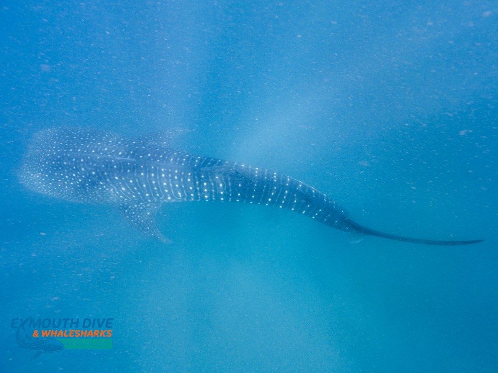 A view from above a whale shark swimming on the Ningaloo reef.
