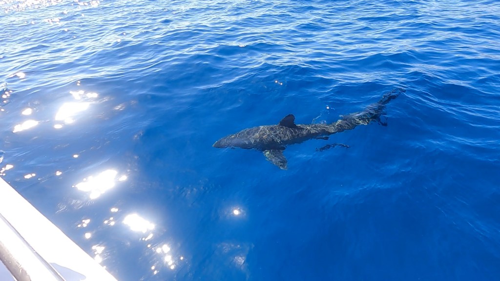 A great white shark swimming on the surface of the sea.