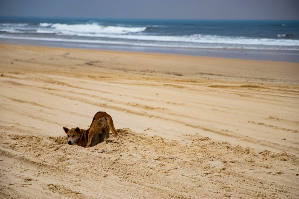 A dingo digging up fish scraps left burried on the beach by fishermen.