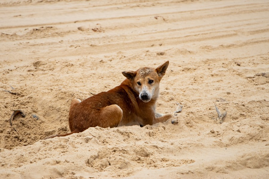 A dingo lyinh down on the sand eating a fish.