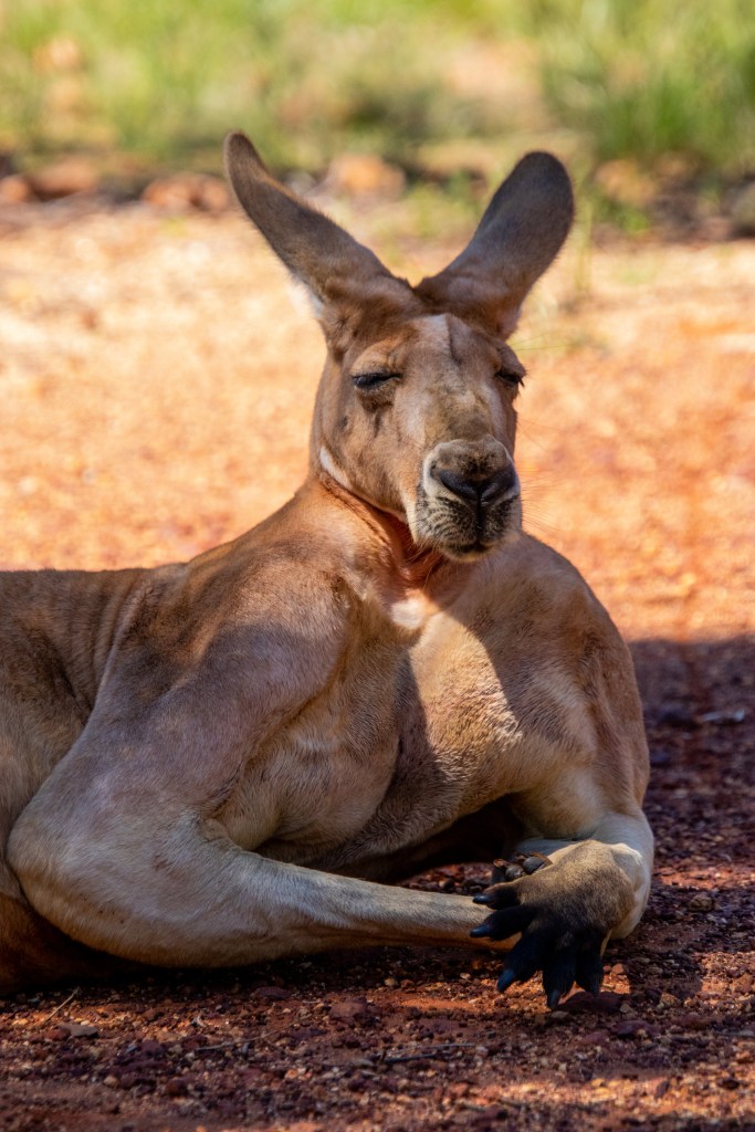 A muscular Kangaroo lying in the shade.