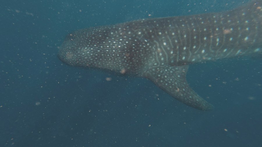 A close up head shot of a whale shark.