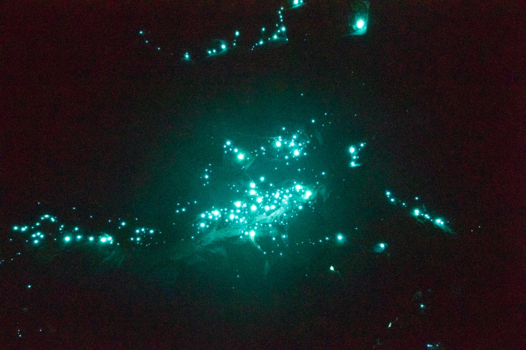The turquoise hue of the glow worms in natural bridge cave.