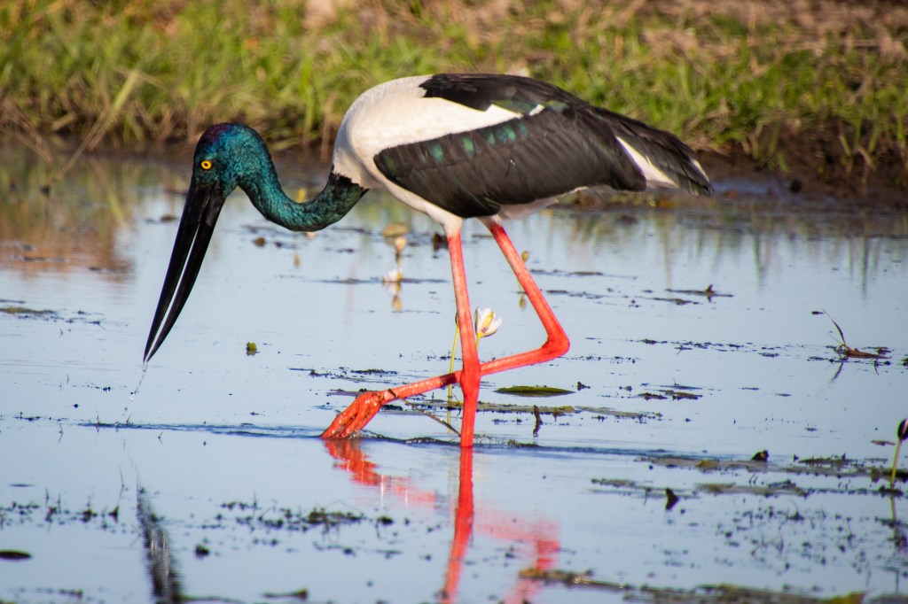 A Jabiru wading through a billabong.