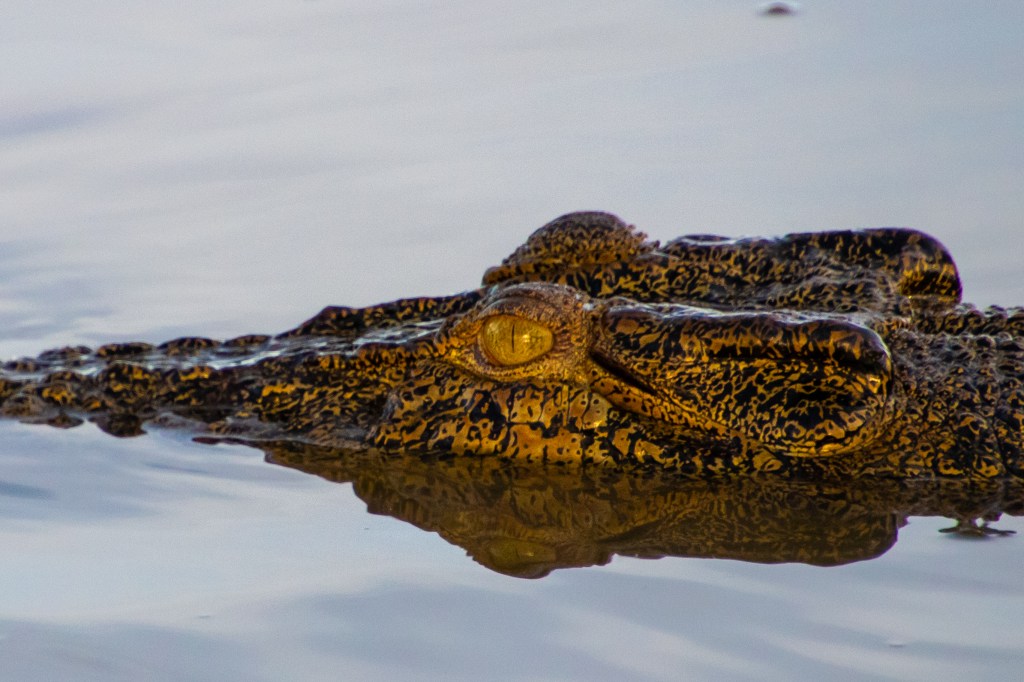 Close up of saltwater crocodile cruising along the east alligator river.