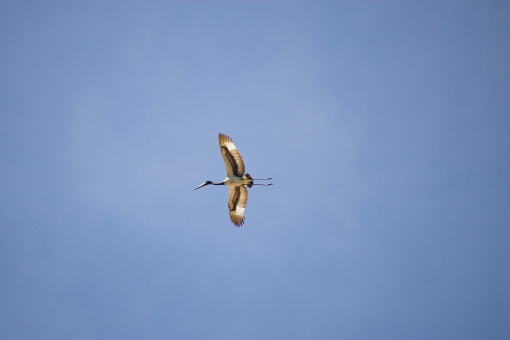 Jabiru soaring through the sky.