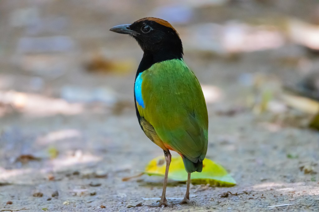 Rainbow pitta on the ground.