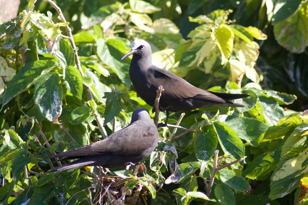 Two black noddy birds sitting in a bush.