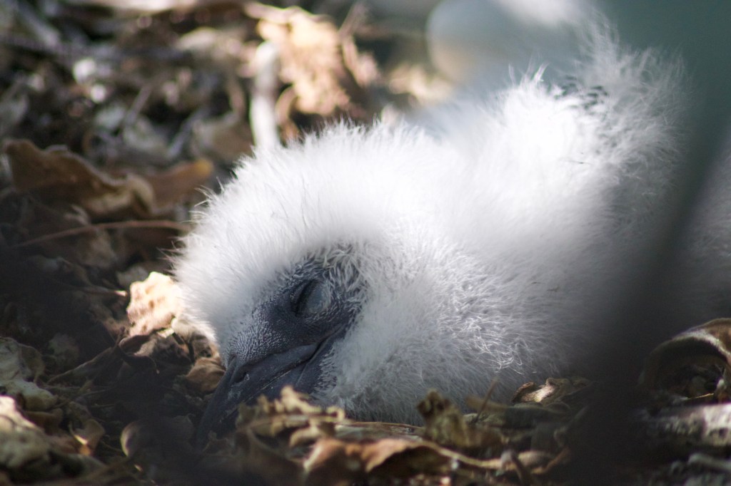 A young red-tailed tropic bird chick.