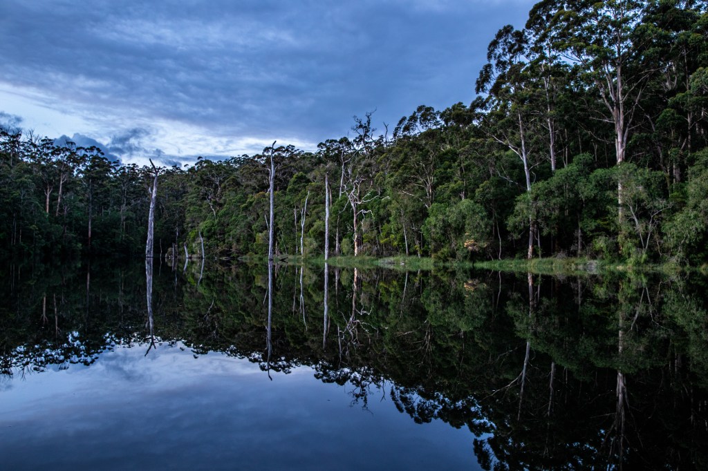 Reflection of the trees on Beedelup Lake