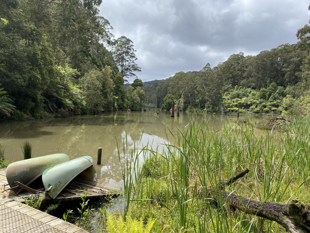 Lake surrounded by tall Beech trees and long grass. Two canoes sit on a ramp going into the water.