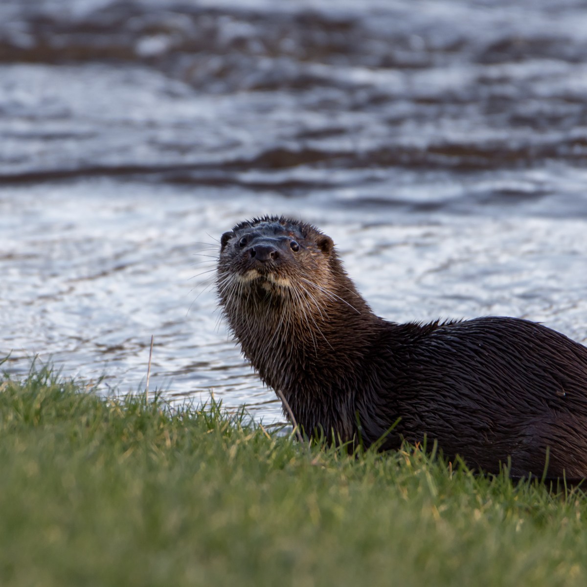Where to find otters in&nbsp;Carlisle