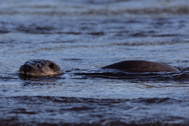 Otter swimming along the surface of the water.