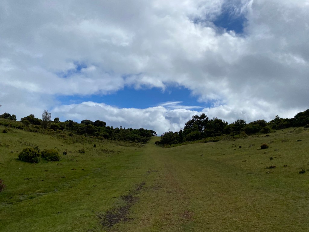 A green grassy path leading up through the shrub.