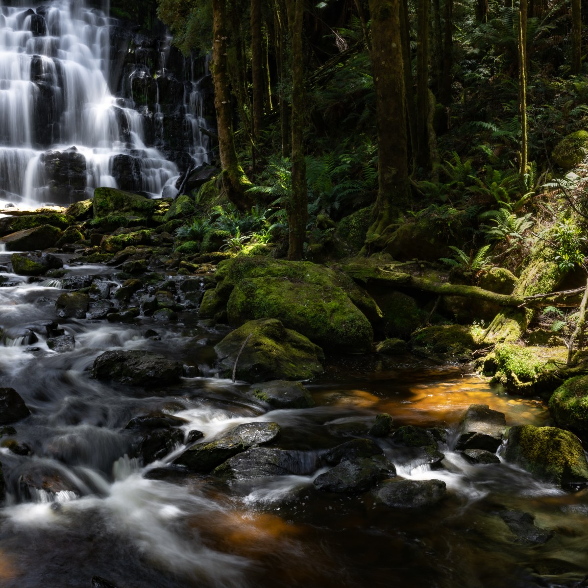 Nelson Falls Guide – Franklin-Gordon Wild National Park&nbsp;Tasmania