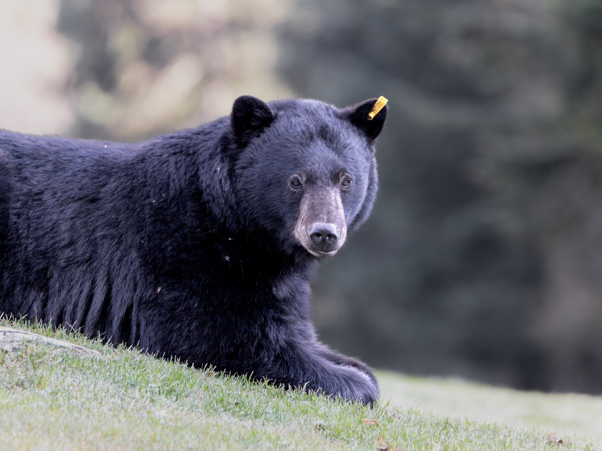 Staying Safe While Hiking in Canadian Bear&nbsp;Country