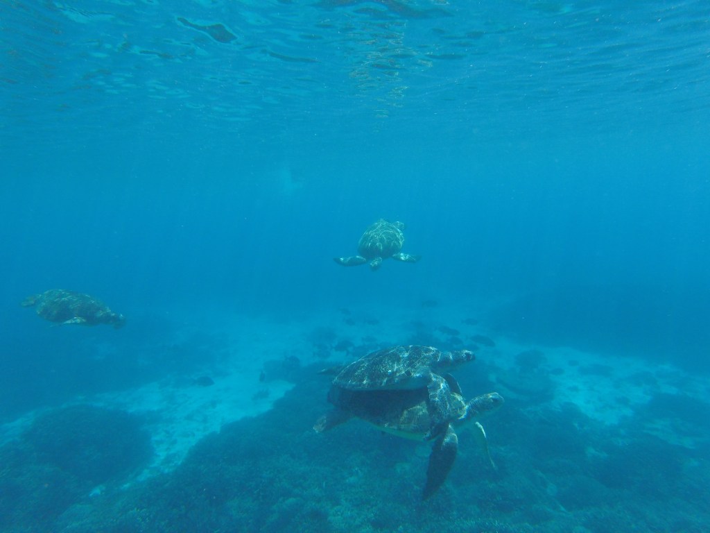 Three male turtles underwater fighting to mate with the female.