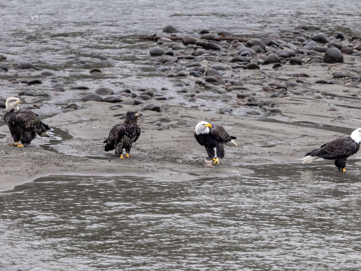 Exploring Brackendale: The Bald Eagle&nbsp;Capital