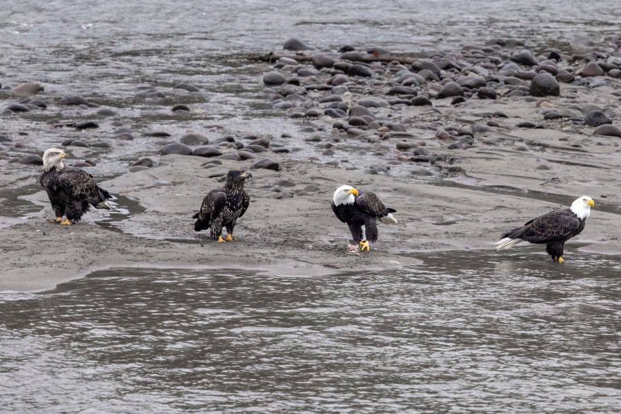Eagles along a river sandbank