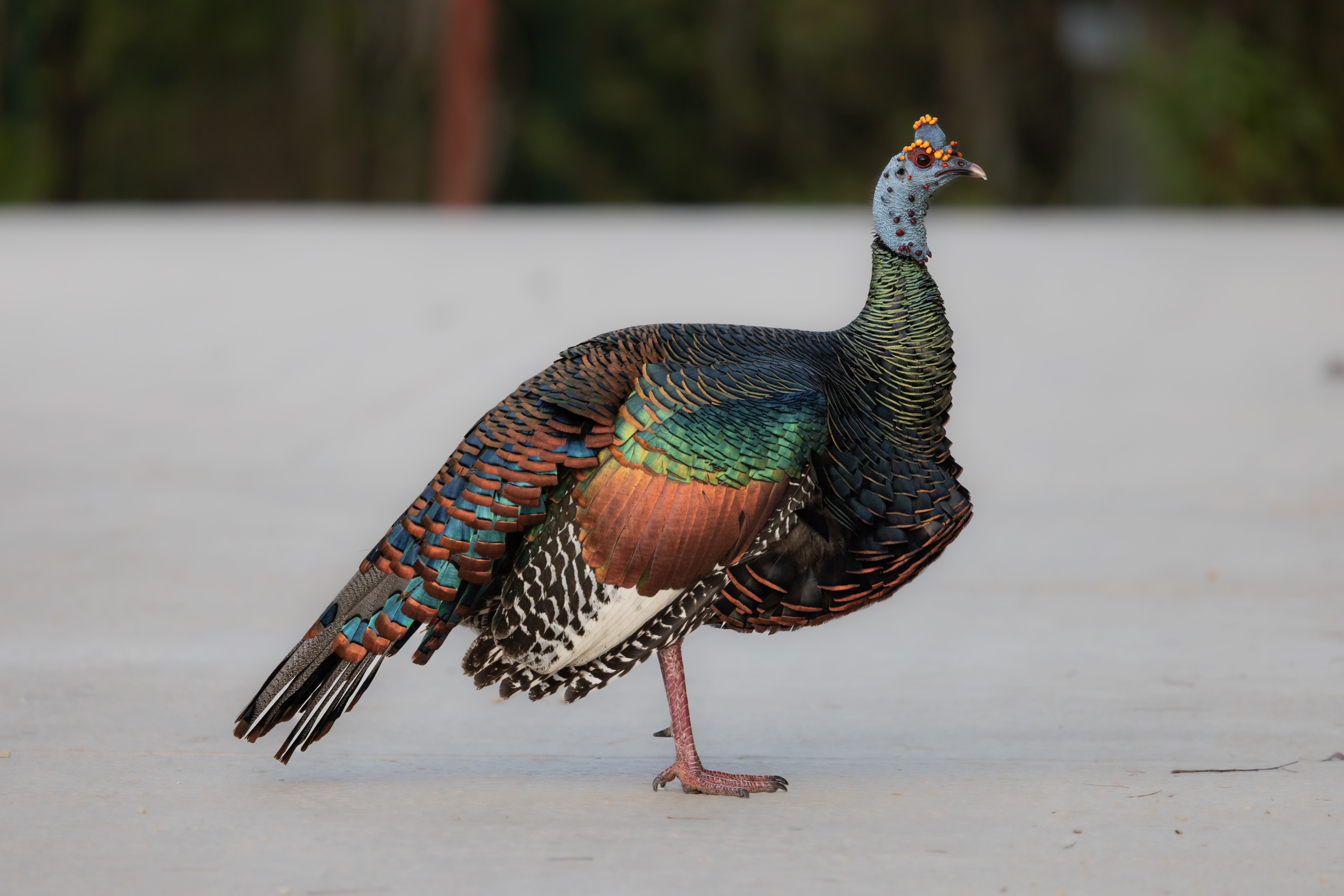 A side profile of an Ocellated Turkey while crossing the road.